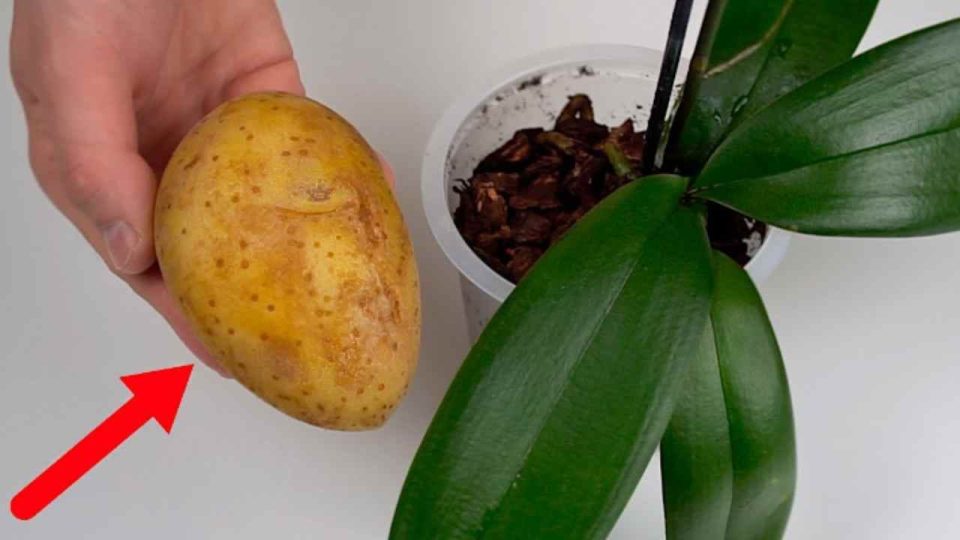 Orquídeas, el secreto para un crecimiento rápido y saludable revelado: todo lo que necesitas hacer es hacer esto