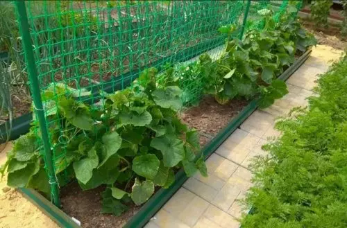 Espolvoree este polvo sobre el lecho de pepinos: la cosecha será abundante, los pepinos quedarán jugosos y dulces.