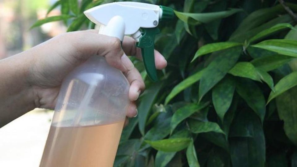 Natural y económico, el insecticida casero que todos los parásitos odian