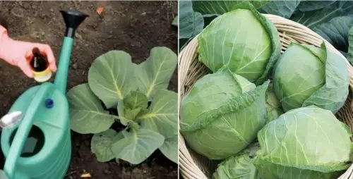 Cómo fertilizar el repollo para que crezca grande y saludable Compartir en Facebook