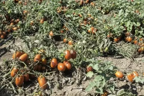 Tres errores al regar tomates que provocan la muerte de toda la cosecha