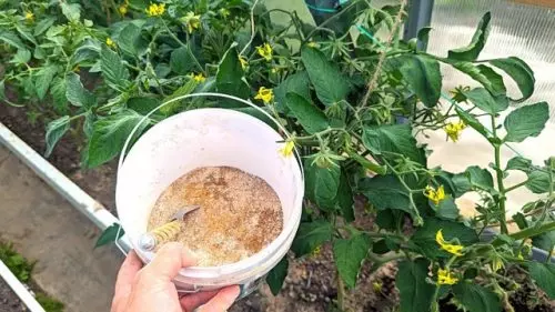 Espolvorea este polvo sobre las raíces de los tomates en julio: habrá tantos tomates que tendrás que regalarlos