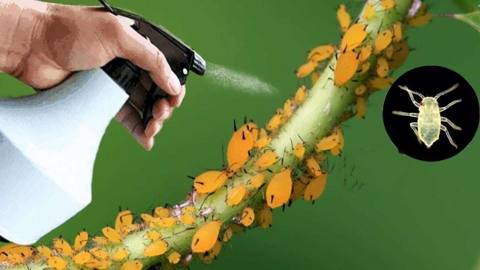 El insecticida natural más potente que existe: elimina pulgones y mosca blanca inmediatamente
