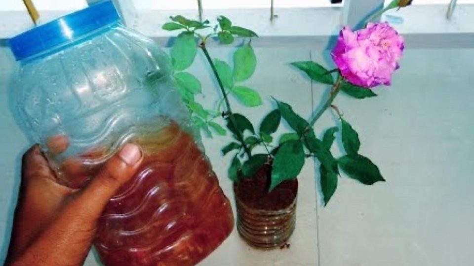 Con una taza de este ingrediente al mes, tendrás plantas exuberantes durante 365 días