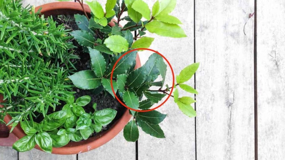 Así que tienes una planta de laurel exuberante y eterna en el balcón de tu casa