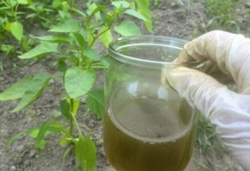 Le doy tomates y pimientos con esta bebida después de plantarlos en el suelo: las plantas crecen a pasos agigantados y dan una excelente cosecha.
