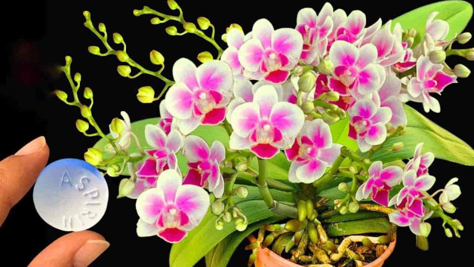 Con esta aspirina tendrás una explosión de flores sin precedentes: te duran años