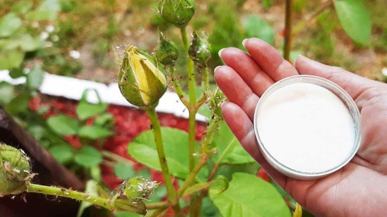 Salva las rosas y otras plantas de plagas odiosas: esta es la única manera de protegerlas