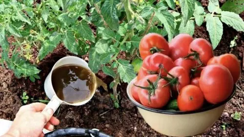 En junio alimento tomates con estos fertilizantes y siempre tengo una cosecha abundante.