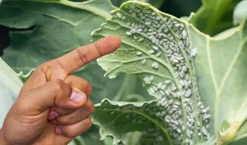 Cómo eliminar la mosca blanca en el jardín: No dejes que tu cosecha se desperdicie