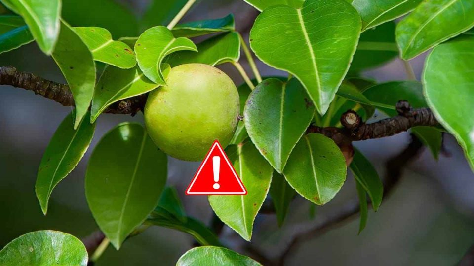 Ten cuidado con el árbol de la muerte, puede matarte si lo tocas mientras llueve.