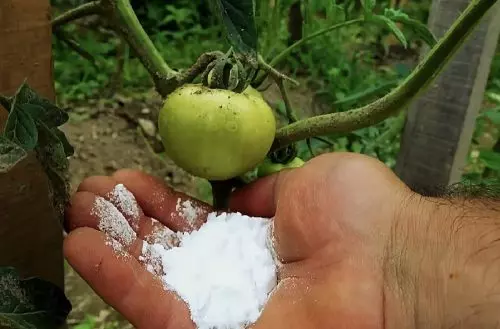 Espolvorea 2 cucharadas de este fertilizante debajo de los tomates: el rendimiento será al menos 2 veces mayor.