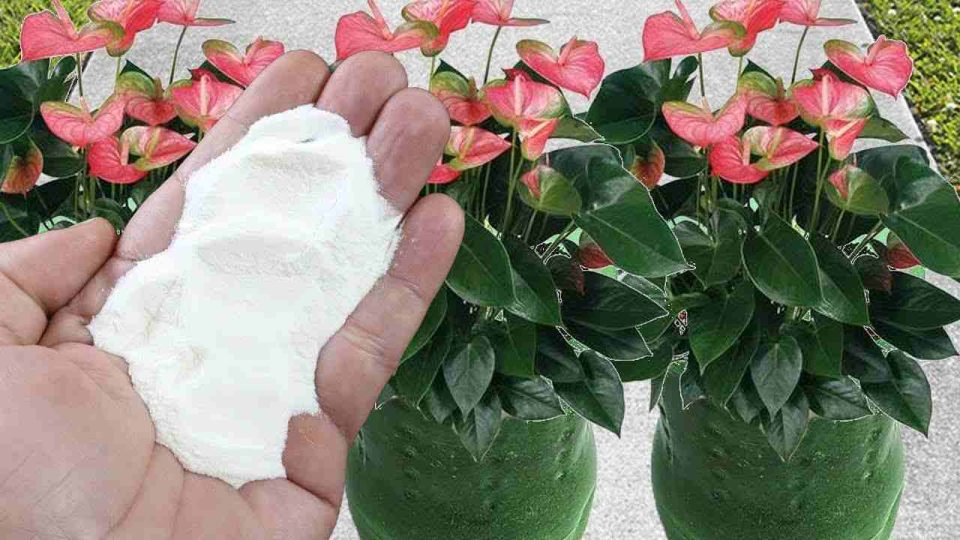 Con tan solo una cucharada de este ingrediente explotarás la floración de tus plantas