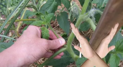 No cortes esta hoja de los tomates, de lo contrario te quedarás sin cosecha: nota para los jardineros