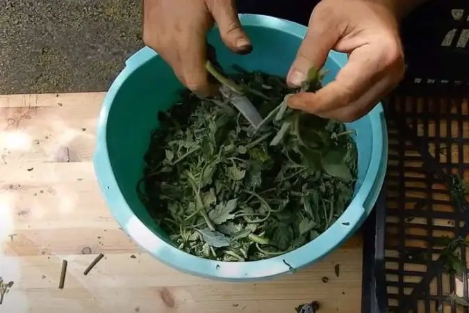 Macerado de tomate: un potente insecticida para tus plantas, excelente contra la col