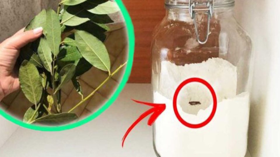Mariposas en la despensa, ¡solo un ingrediente! El truco para despedirlos en 2 minutos sin tirar nada