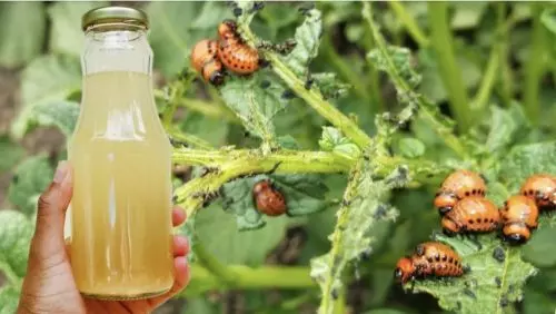 El escarabajo de la patata de Colorado se lleva como el viento: una forma eficaz de proteger su cultivo