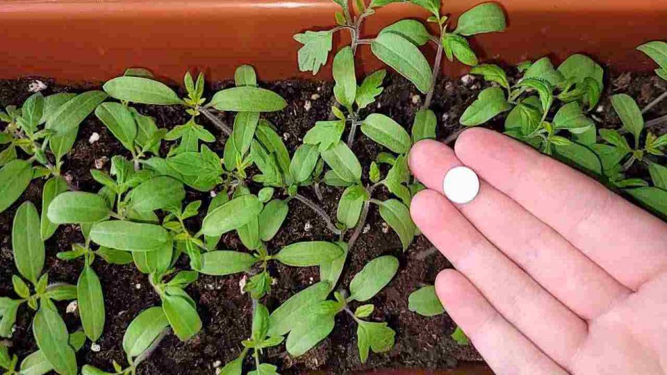 Dona una súper cosecha, entiérrala en todas las plantas del jardín y verás los resultados