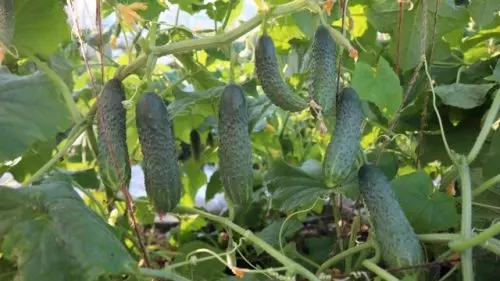Para cosechar 5 latas de pepinos al día en un macizo de flores pequeño, alimente con este fertilizante.