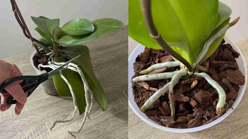 Abundantes flores y raíces de la orquídea si haces este proceso una vez al mes