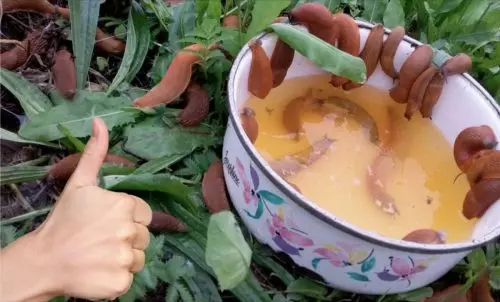 No permita que las babosas se coman toda la cosecha: una forma eficaz de limpiar el jardín