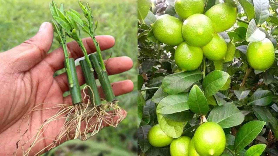 Limones, cómo multiplicarlos y tenerlos jugosos: el método que usaban nuestros abuelos
