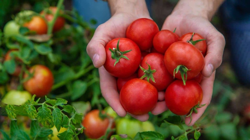 Tomates, con este truco aumentarás el rendimiento de tus plantas en un 30%.