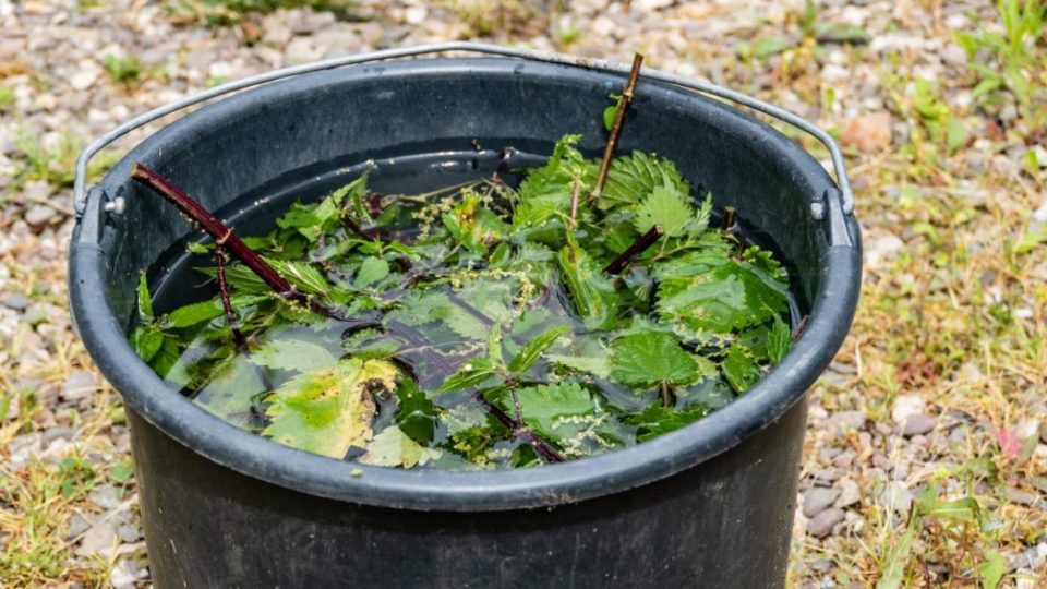 Macerado de ortiga: cómo preparar y utilizar el fertilizante y pesticida más potente