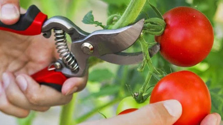 Si lo haces, estarás produciendo tomates en abundancia, incluso los vecinos querrán saberlo