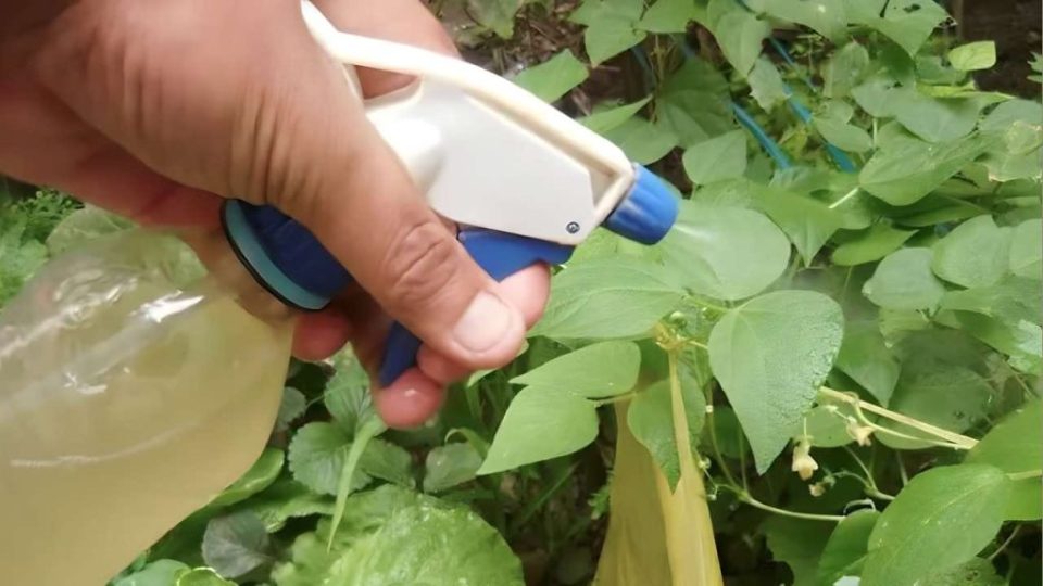 El fungicida e insecticida más fuerte del mundo es este: sin productos químicos