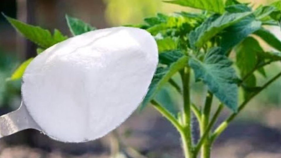 Nunca plantes tomates, pimientos y pepinos sin estos: dáselos siempre a las plantas