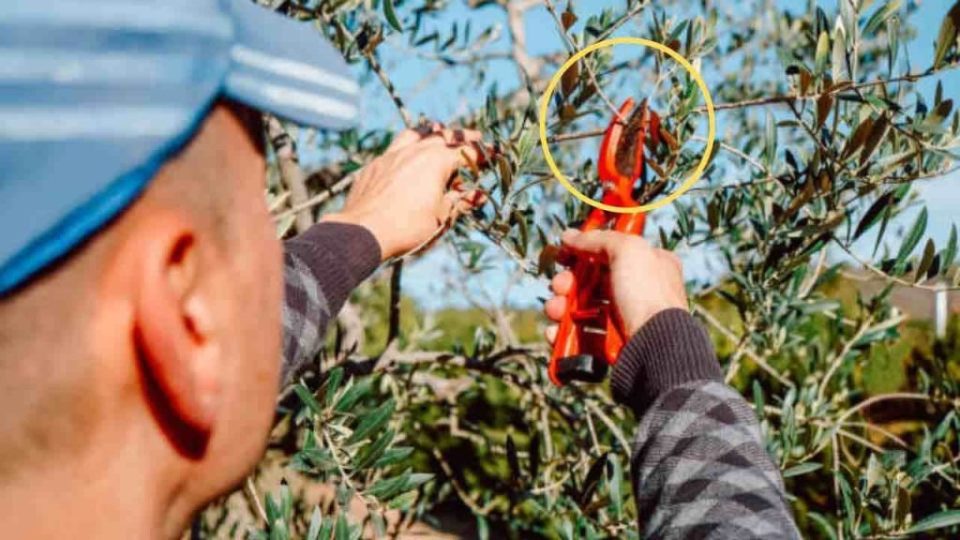 Cómo propagar el olivo gratis: te llevará unos minutos con este truco