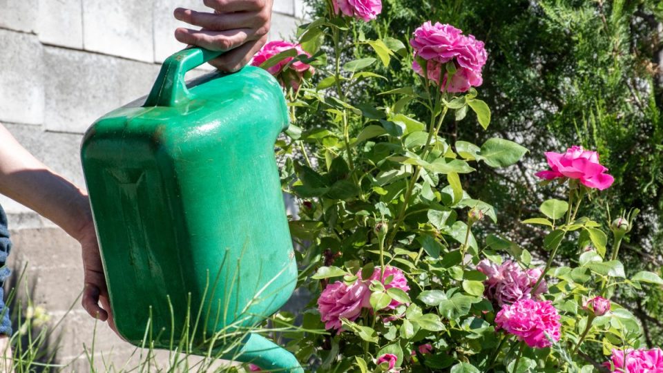 Plantas, olvídense del agua: riéguenlas así, lo que sucede es un milagro