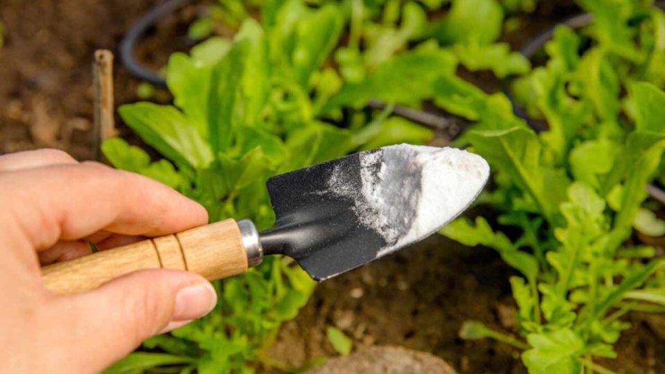 No sólo aleja las plagas, sino que también elimina las malas hierbas: el ingrediente ‘mágico’