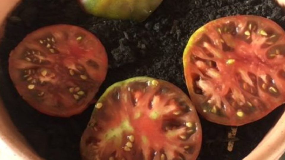 Puse 4 rodajas de tomate en la tierra. ¡El resultado es increíble! todos lo estan haciendo