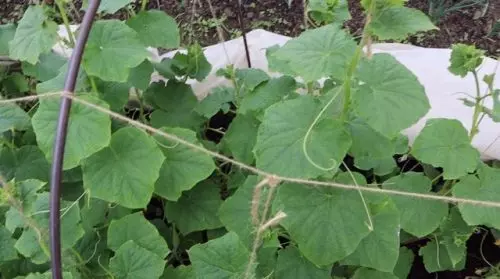 Excave este polvo debajo de las raíces de los pepinos jóvenes; le gustará la cosecha y no verá plagas.