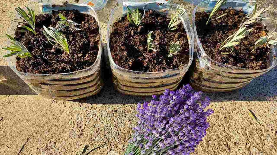 Lavanda, aquí se explica cómo propagarla y cultivarla a partir de esquejes: así se reproduce infinitamente
