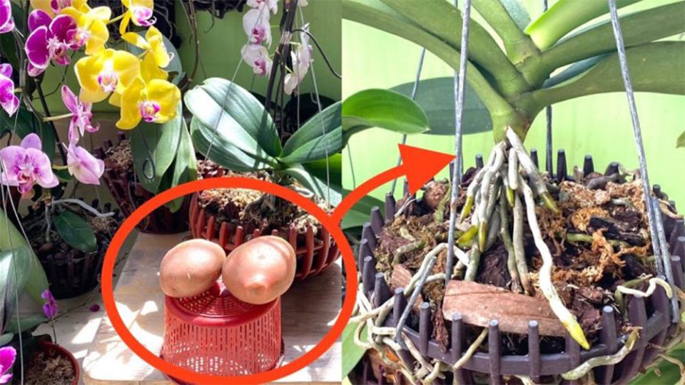 ¿Orquídeas fuertes con flores exuberantes y crecimiento rápido? Usa la papa, ¡ese es el truco!