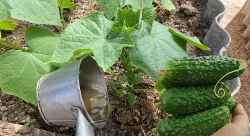 Para que los pepinos crezcan rápido y no se enfermen, siempre les doy de comer y los trato con él.