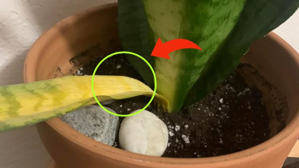 Lengua de suegra, si ya tiene hojas amarillas puedes solucionarlo inmediatamente haciendo esto