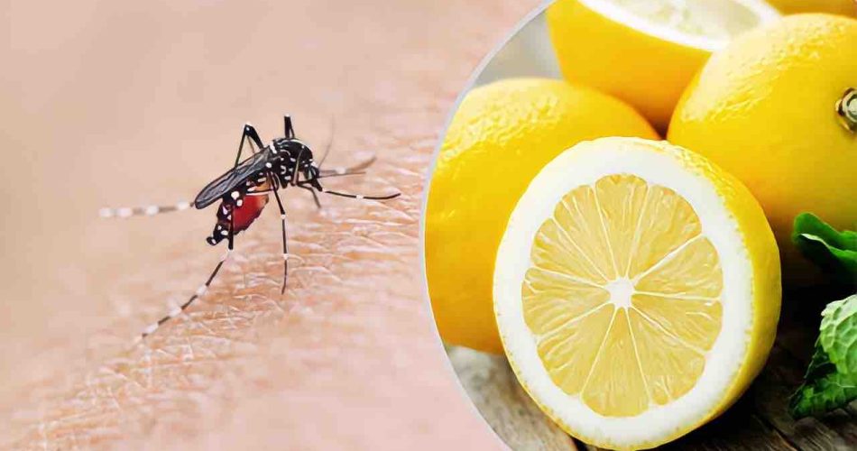 Mosquitos, la mezcla a base de limón que los destruye en 2 segundos: adiós picazón para siempre