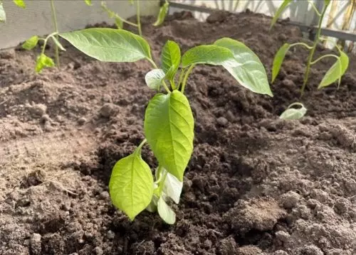 Los pimientos crecen rápidamente: alimento natural elaborado con ingredientes simples