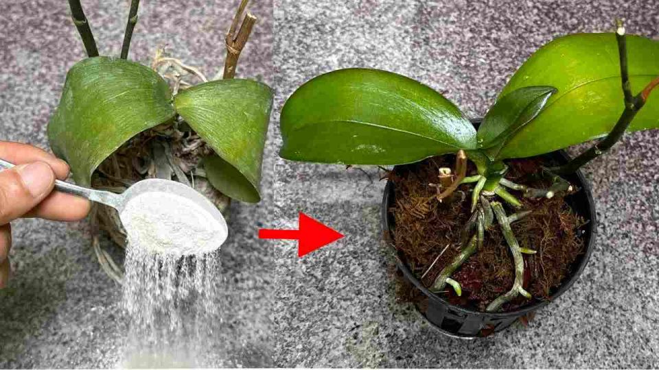 Parece casi imposible, pero es todo cierto: resucita tus plantas muertas