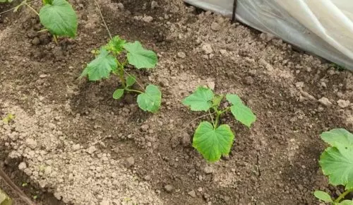 Una simple fertilización y los pepinos te abrumarán con una cosecha.