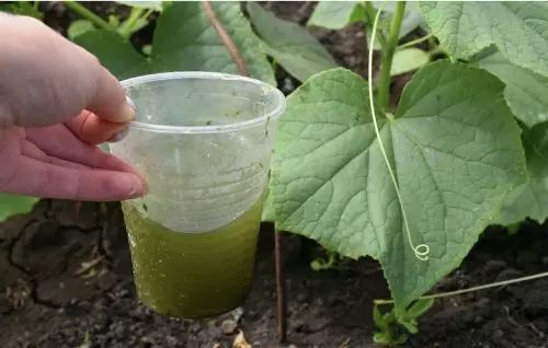 “Aplico la primera fertilización”: los pepinos no se vuelven amarillos y desarrollan masa verde más rápidamente