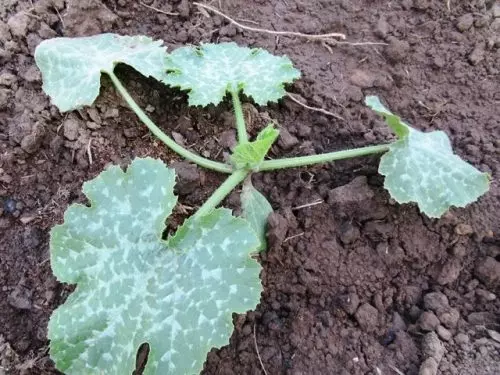 Si el 5-7 La hoja crece activamente en el calabacín, agrego el fertilizante que es más importante para ella.