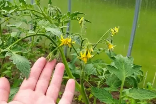 Los tomates florecen: cómo hacer que se adjunten más frutas