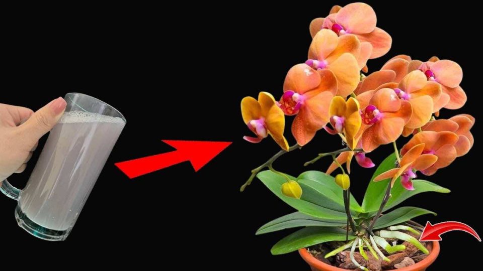 Úselo regularmente para las plantas y tendrá flores y raíces fuertes: prosperando sin fin.