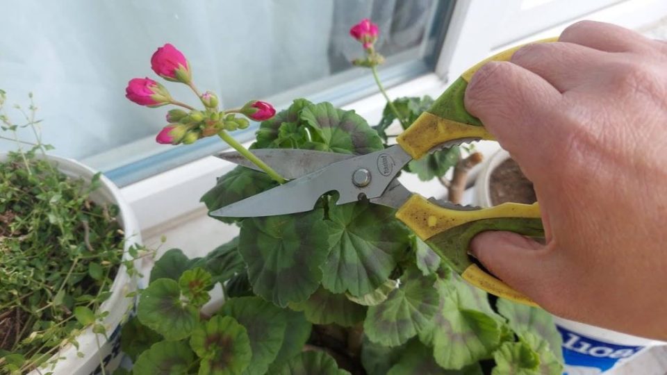 Geranios, si haces este paso al menos una vez al mes, florecerán todo el tiempo