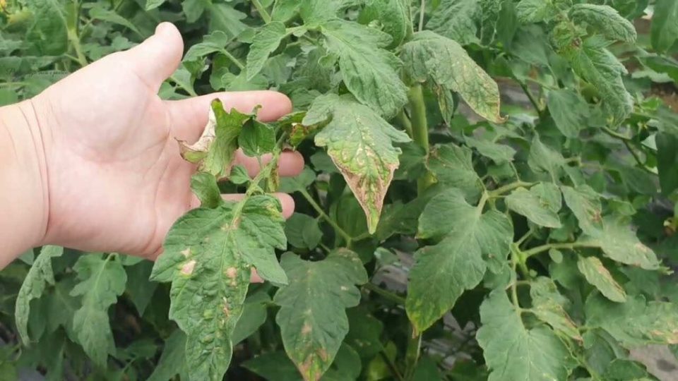 Enfermedad de los hongos del tomate, cómo reconocerla y prevenirla en poco tiempo